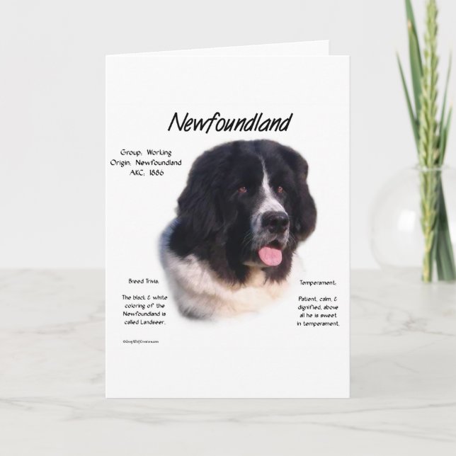 Newfoundland (landseer) historiedesign kort (Framsida)
