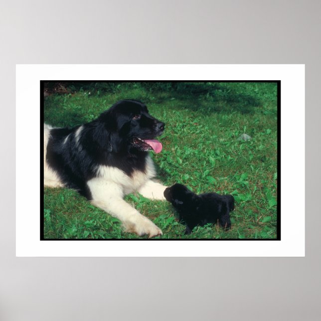 Newfoundland Landseer & Puppy Poster (Framsidan)