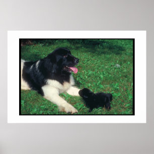 Newfoundland Landseer & valpaffisch Poster