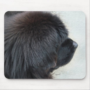 Newfoundland Musmatta