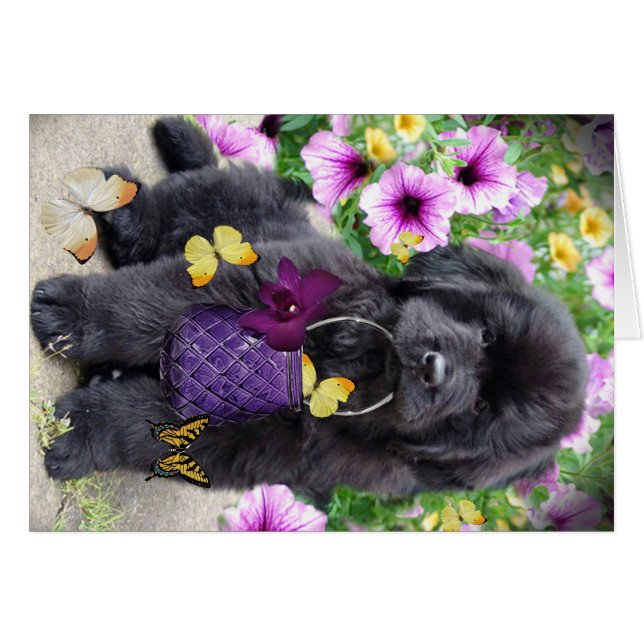 Newfoundland om den soliga dagen hälsningskort (Framsidan Horizontal)