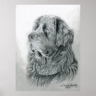 Newfoundland Portrait Poster
