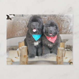 Newfoundland Puppies Kärlek Vykort