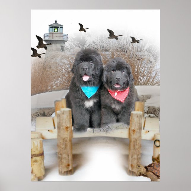 Newfoundland Puppies på strand Poster (Framsidan)