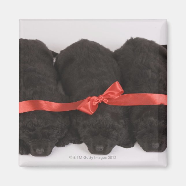 Newfoundland Puppies sov (Canis) Magnet (Framsidan)