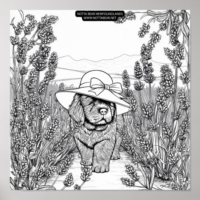 Newfoundland Puppy Dog in a Lavender Flower Field Poster (Framsidan)