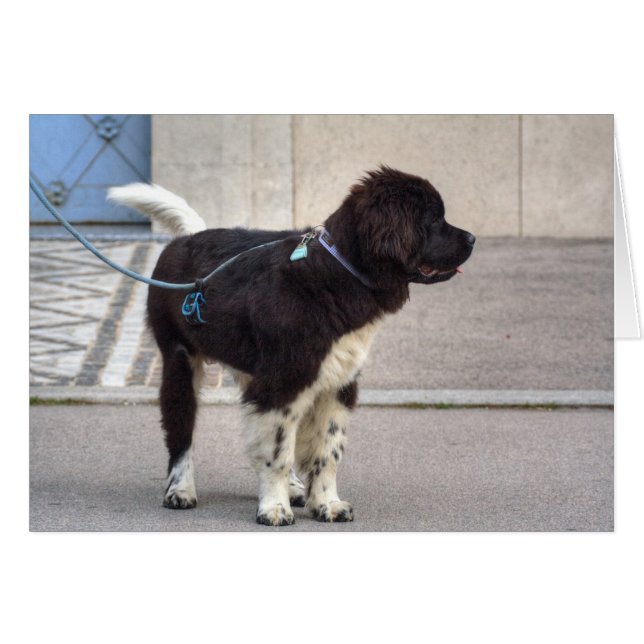 Newfoundland Puppy Hälsningskort (Framsidan Horizontal)