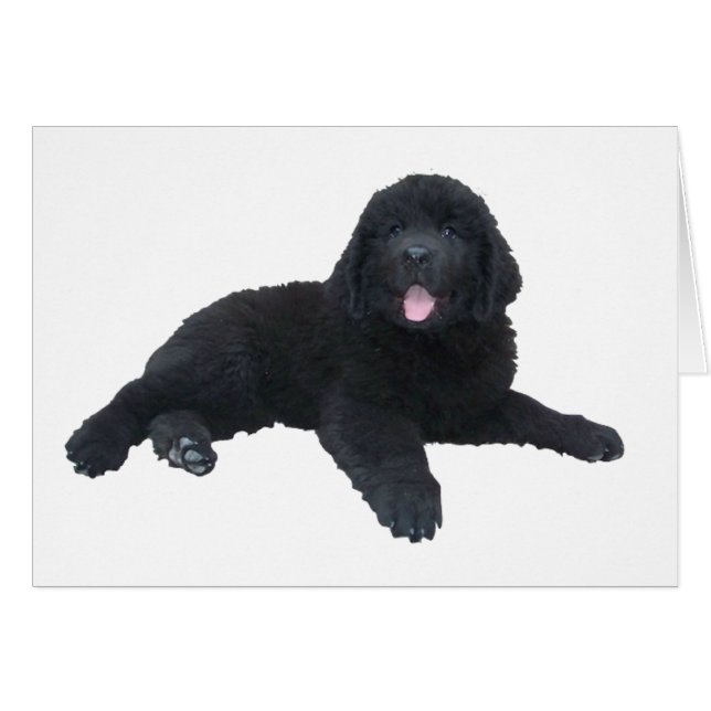 Newfoundland Puppy Hälsningskort (Framsidan Horizontal)