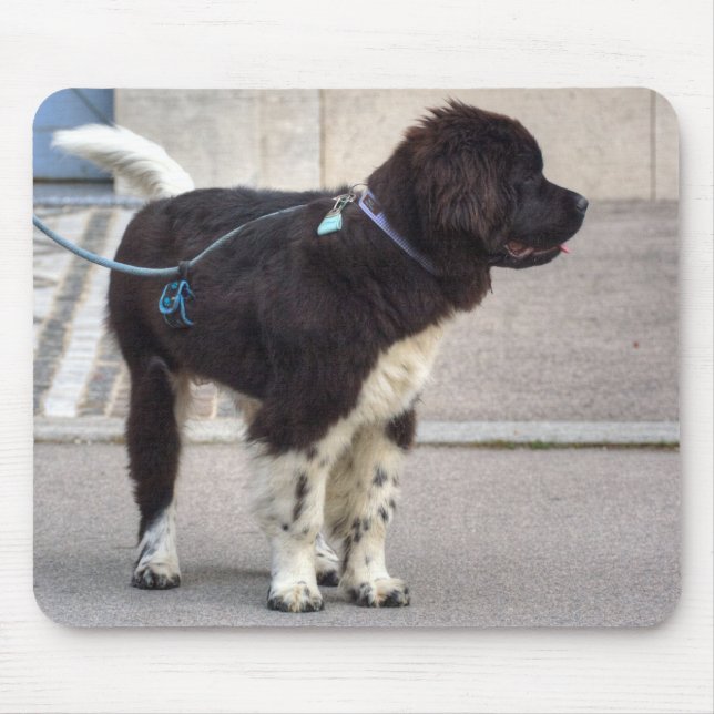Newfoundland Puppy Musmatta (Framsidan)