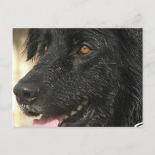 Newfoundland Puppy Postcard Vykort