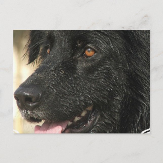 Newfoundland Puppy Postcard Vykort (Framsida)