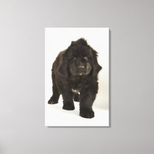 Newfoundland puppy, studio shot canvastryck