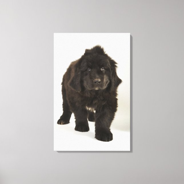 Newfoundland puppy, studio shot canvastryck (Framsida)