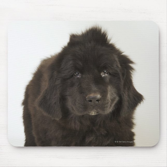Newfoundland puppy, studio shot musmatta (Framsidan)