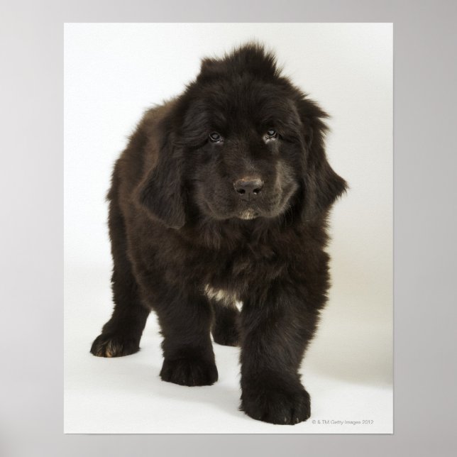 Newfoundland puppy, studio shot poster (Framsidan)