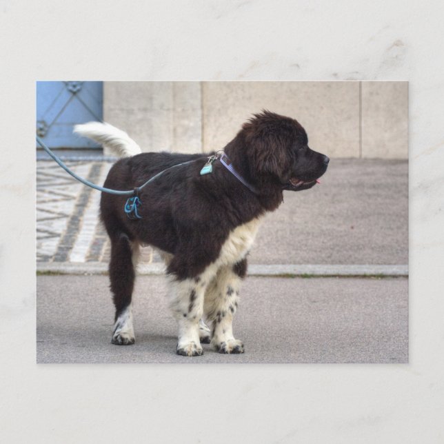 Newfoundland Puppy Vykort (Framsida)