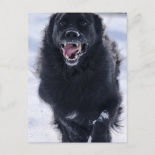 Newfoundland Running Postcard Vykort