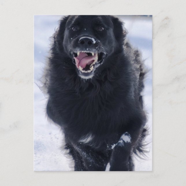 Newfoundland Running Postcard Vykort (Framsida)