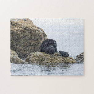 Newfoundland Sea Creature (välj svårighet) Pussel