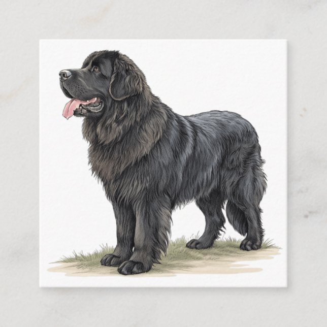 Newfoundland Tilläggskort (Framsida)