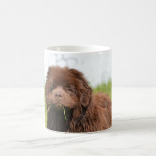 Newfoundland valp kaffemugg