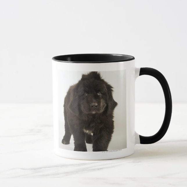 Newfoundland valp, skjuten studio mugg (Höger)