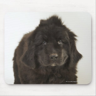 Newfoundland valp, skjuten studio musmatta
