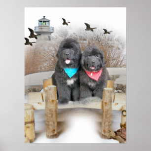 Newfoundland valpar på strand poster
