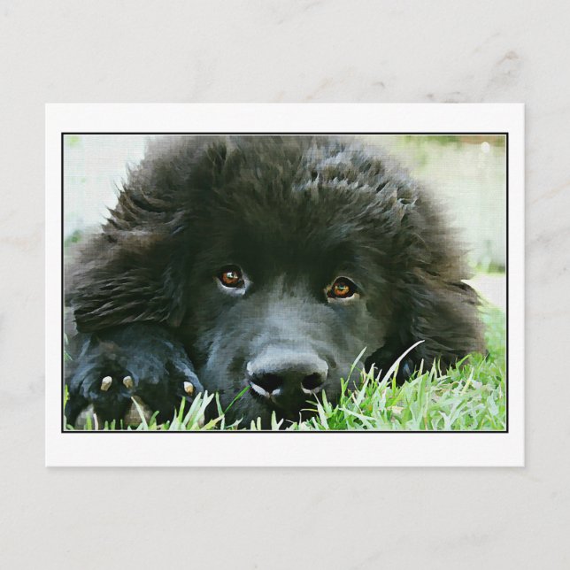 Newfoundland Vykort (Framsida)