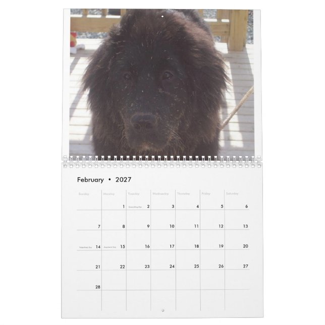 Newfoundlandshund Kalender (Feb 2027)