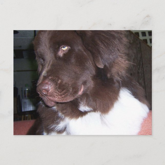 Newfy Girl Vykort (Framsida)