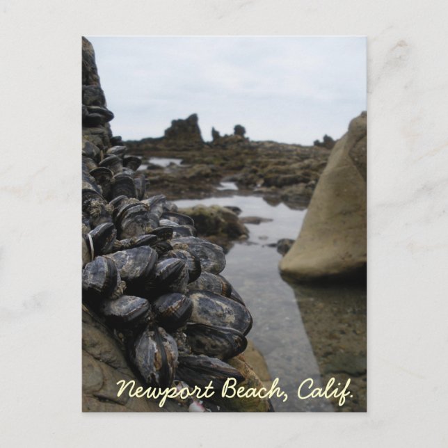 Newport Beach Muscles at Low Tide Vykort (Framsida)