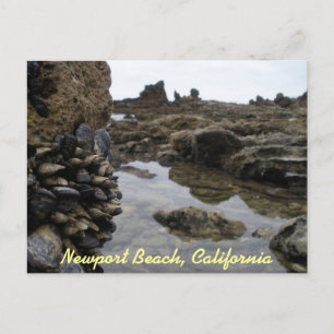 Newport Beach Muscles Vykort