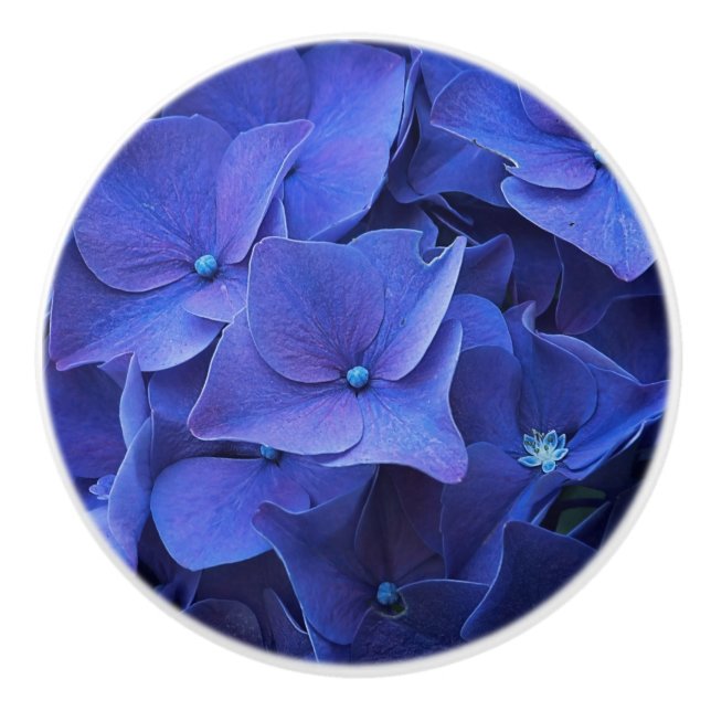 Newport blåttknopp knopp (Framsidan)