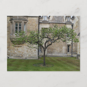Newton Apple Träd, Cambridge, England Vykort
