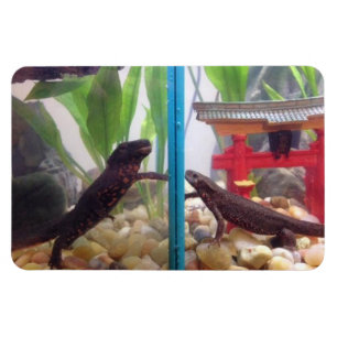 Newts som ut ner magneten magnet