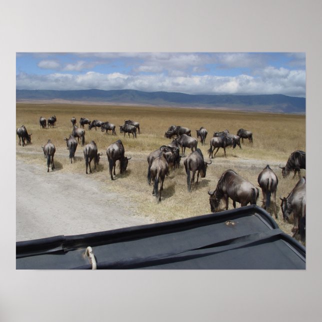 Ngorongoro Wildebeest Poster (Framsidan)