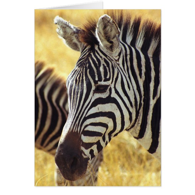 Ngorongoro Zebra Hälsningskort (Framsidan)
