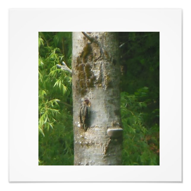 NH Gnarled Tree Fototryck (Framsidan)