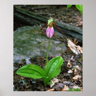 NH Rosa Dam Slipper (Cypridedium Acaule) 16 x 20 Poster