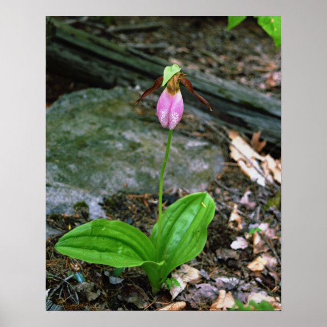NH Rosa Dam Slipper (Cypridedium Acaule) 16 x 20 Poster (Framsidan)