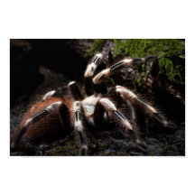 Nhandu Chromatus Brazilian Red & White Tarantula