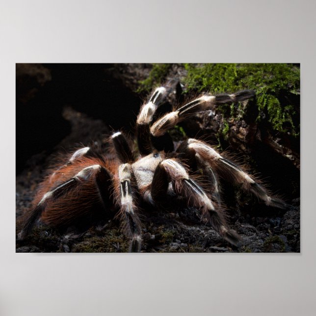 Nhandu Chromatus Brazilian Red & White Tarantula Poster (Framsidan)