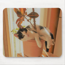 Nibbleren är Catnipping