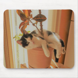 Nibbleren är Catnipping Musmatta