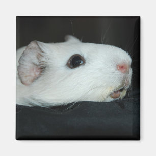 Nibblermagnet Magnet