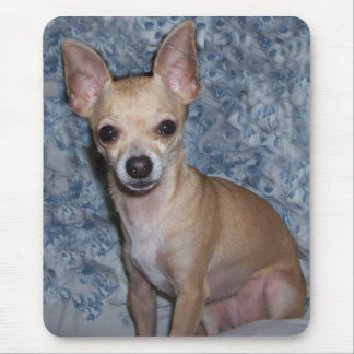 nibblesportrait musmatta