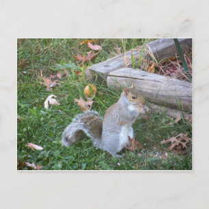 Nibbling Squirrel Vykort