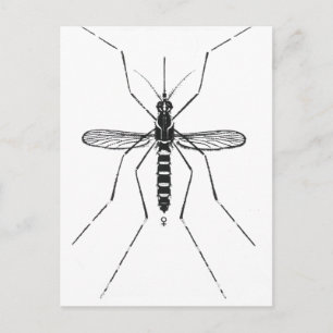 NICE för framställning av Mosquito Scientific Nome Vykort