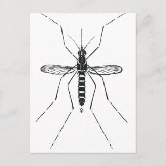 NICE för framställning av Mosquito Scientific Nome Vykort